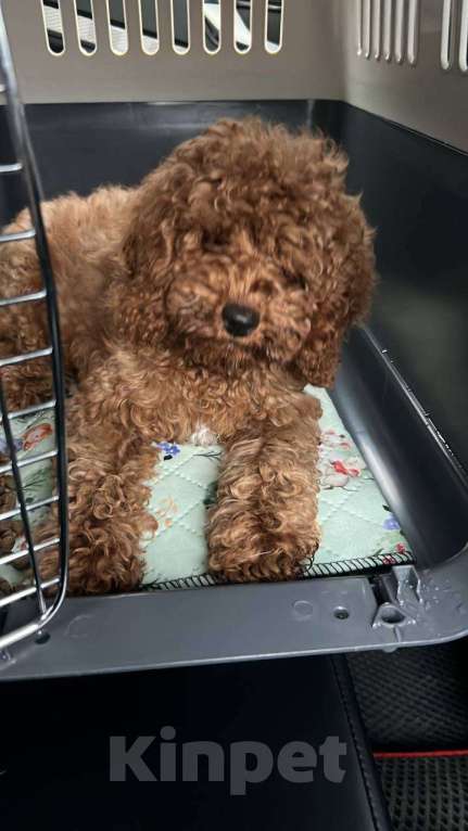 Собаки в Белгороде: Хороший малыш той пудель Мальчик, 70 000 руб. - фото 2