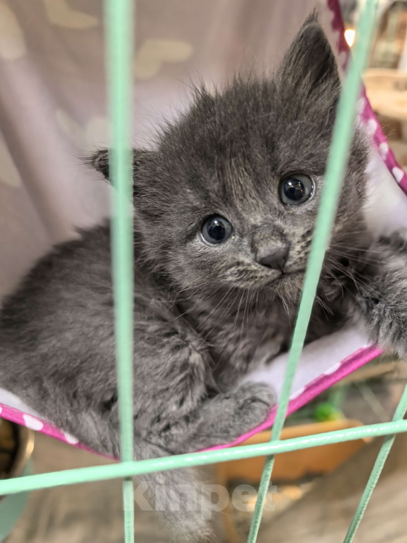 Кошки в Санкт-Петербурге: Котёнок Ариэль ищет дом Девочка, Бесплатно - фото 1