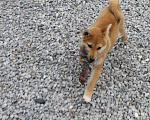 Собаки в Уфе: Мальчик сиба  Мальчик, 35 000 руб. - фото 2
