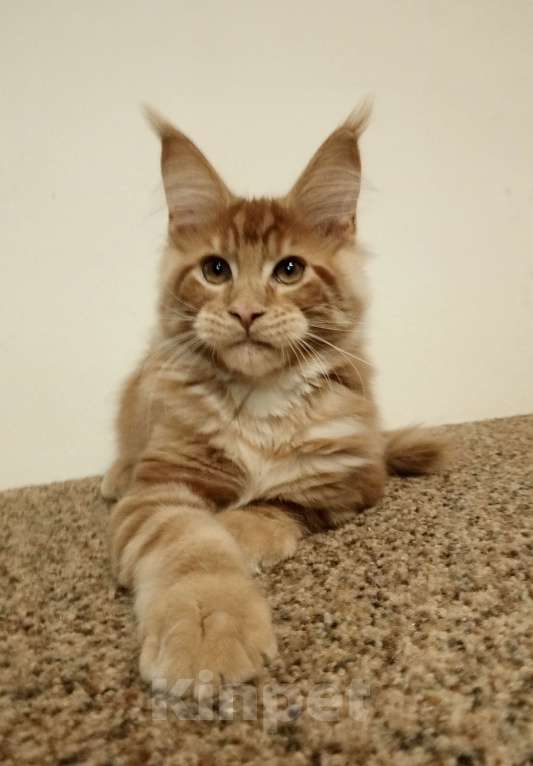 Кошки в Владимире: Рыжее солнышко Мальчик, 60 000 руб. - фото 2