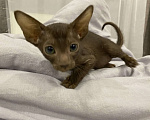 Кошки в Краснодаре: Ориентальный котенок Девочка, Бесплатно - фото 6