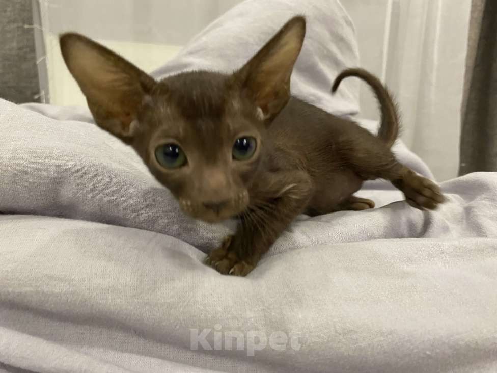 Кошки в Краснодаре: Ориентальный котенок Девочка, Бесплатно - фото 6