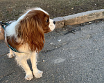 Собаки в Таганроге: Кавалер Кинг Чарльз  Мальчик, 40 000 руб. - фото 3