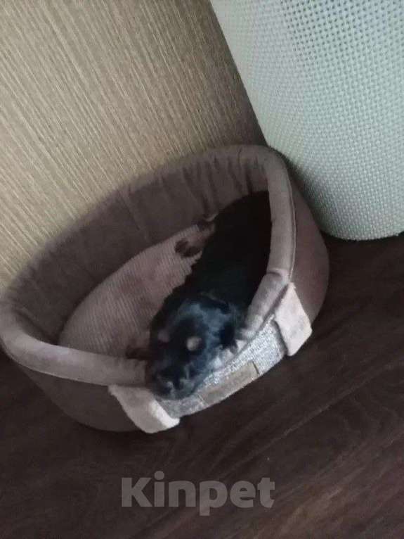 Собаки в Челябинске: Три девочки и один мальчик Мальчик, 6 000 руб. - фото 5