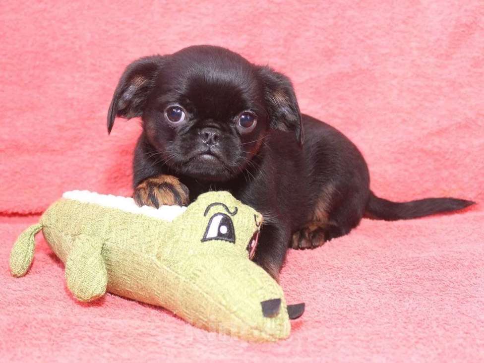 Собаки в Санкт-Петербурге: Шалунишка Мальчик, 80 000 руб. - фото 8