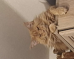 Кошки в Санкт-Петербурге: Котёнок Мейн кун  девочка Девочка, Бесплатно - фото 6