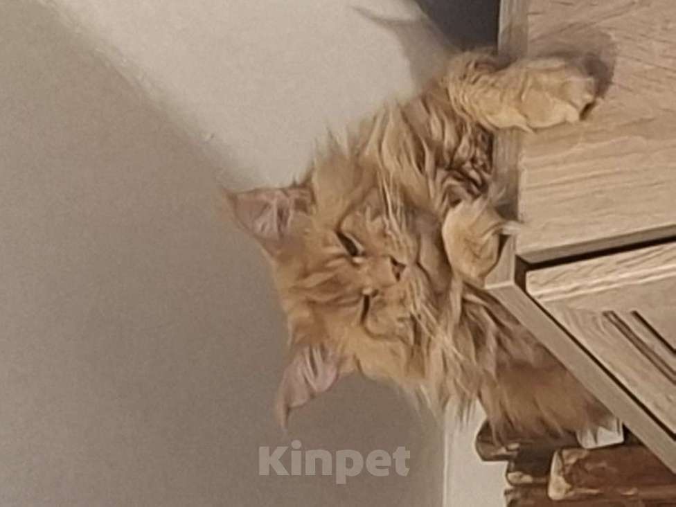 Кошки в Санкт-Петербурге: Котёнок Мейн кун  девочка Девочка, Бесплатно - фото 6