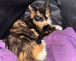 Кошки в Красногорске: Роза отчаянно нуждается в заботливых руках любящей семьи Девочка, Бесплатно - фото 3