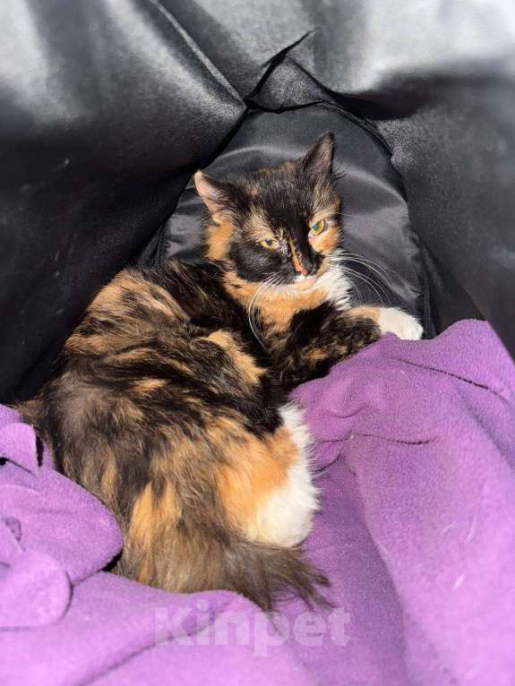 Кошки в Красногорске: Роза отчаянно нуждается в заботливых руках любящей семьи Девочка, Бесплатно - фото 3