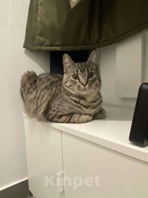 Кошки в Екатеринбурге: Отдам в хорошие руки Мальчик, Бесплатно - фото 3