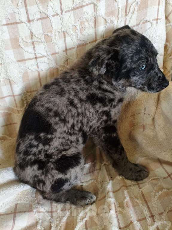 Собаки в Санкт-Петербурге: Редкий щенок Девочка, Бесплатно - фото 3