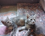 Кошки в Липке: Отдаю в добрые руки Девочка, Бесплатно - фото 2