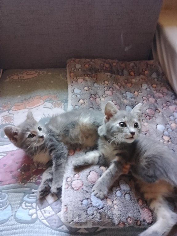 Кошки в Липке: Отдаю в добрые руки Девочка, Бесплатно - фото 2