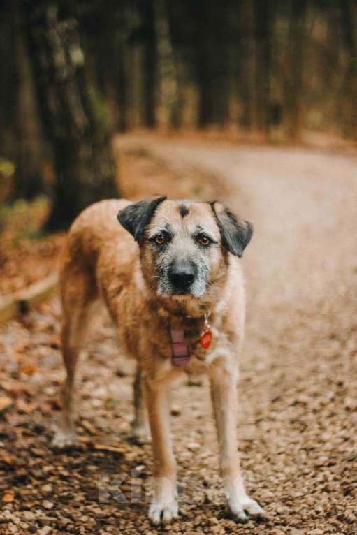 Собаки в Москве: Спокойная собачка Тера из Курска в добрые руки Девочка, 1 руб. - фото 3