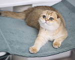 Кошки в Москве: Финкли Девочка, 65 000 руб. - фото 4
