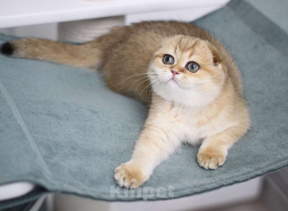 Кошки в Москве: Финкли Девочка, 65 000 руб. - фото 4