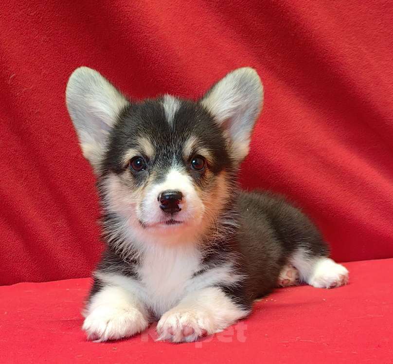 Собаки в Москве: Мальчики и девочки Мальчик, 40 000 руб. - фото 3