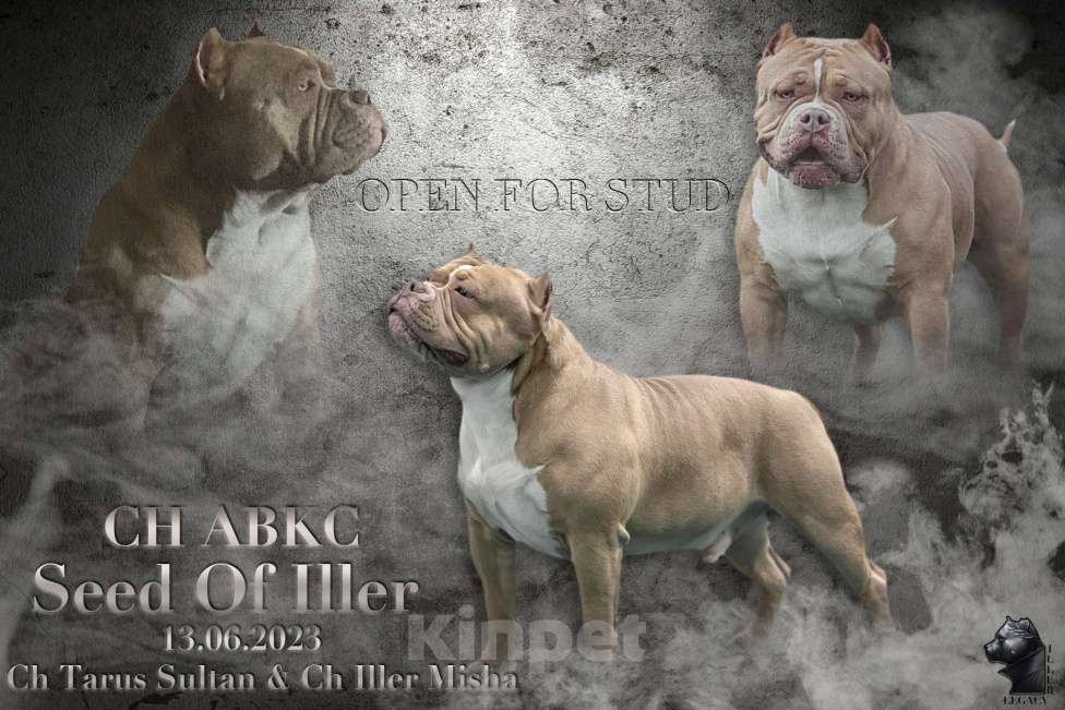 Собаки в Москве: Американский булли вязка Мальчик, 100 000 руб. - фото 5