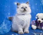 Кошки в Москве: Невский маскарадный котенок Мальчик, 50 000 руб. - фото 3