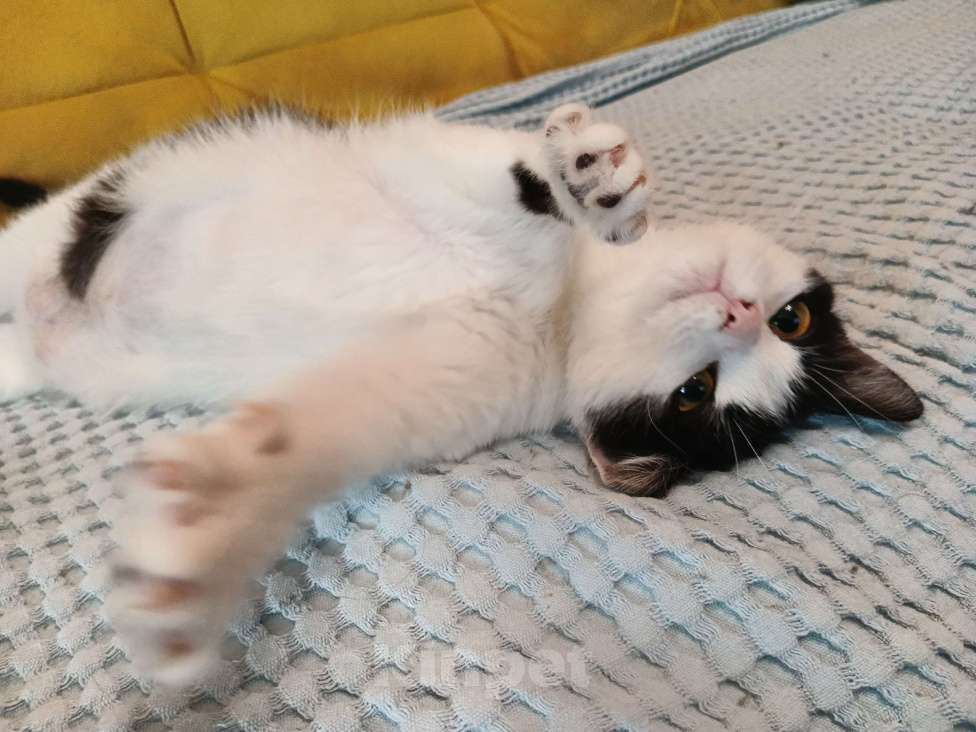 Кошки в Москве: Ласковая красоточка Луна в поисках своей семьи  Девочка, Бесплатно - фото 5