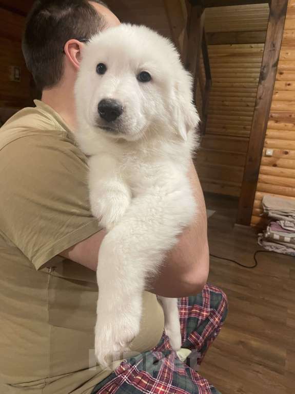 Собаки в других городах Тверской области: Мишка Мальчик, 30 000 руб. - фото 2