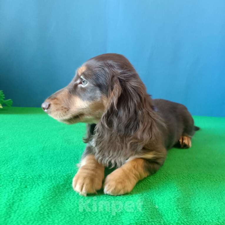 Собаки в Санкт-Петербурге: щенок длинношерстной мини таксы Мальчик, Бесплатно - фото 3