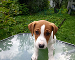 Собаки в Голицыно: Щенок Джек-рассел-террьер Мальчик, 40 000 руб. - фото 2