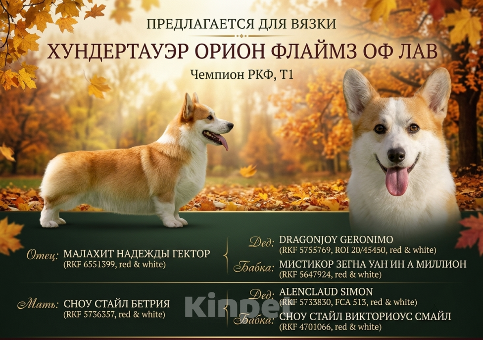 Собаки в Краснодаре: Кобеля на вязку Мальчик, 50 000 руб. - фото 3