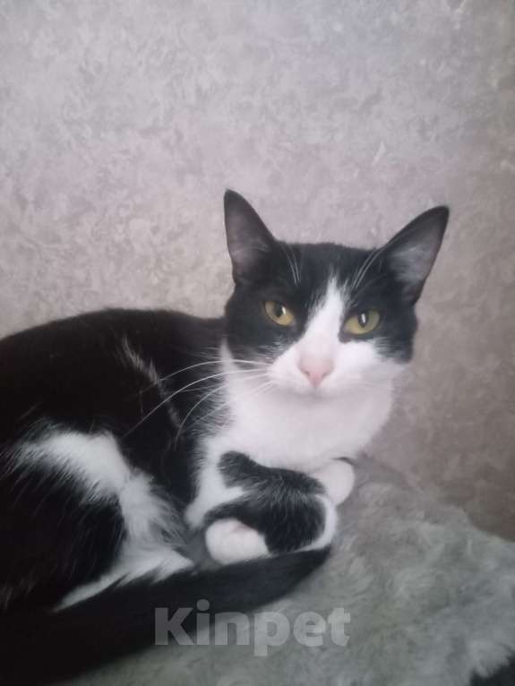 Кошки в Иркутске: Кошка в добрые ручки Девочка, Бесплатно - фото 1