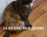 Кошки в Иваново: Потерялсь кошечка Сонечка,  в районе ул Достоевского, очень ласковая, любит людей, особенно детей.  Девочка, 5 000 руб. - фото 1