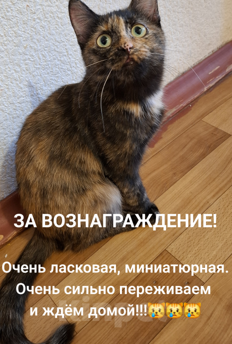 Кошки в Иваново: Потерялсь кошечка Сонечка,  в районе ул Достоевского, очень ласковая, любит людей, особенно детей.  Девочка, 5 000 руб. - фото 1