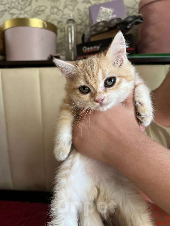 Кошки в Воронеже: Золотой британский мальчишка Мальчик, 30 000 руб. - фото 6