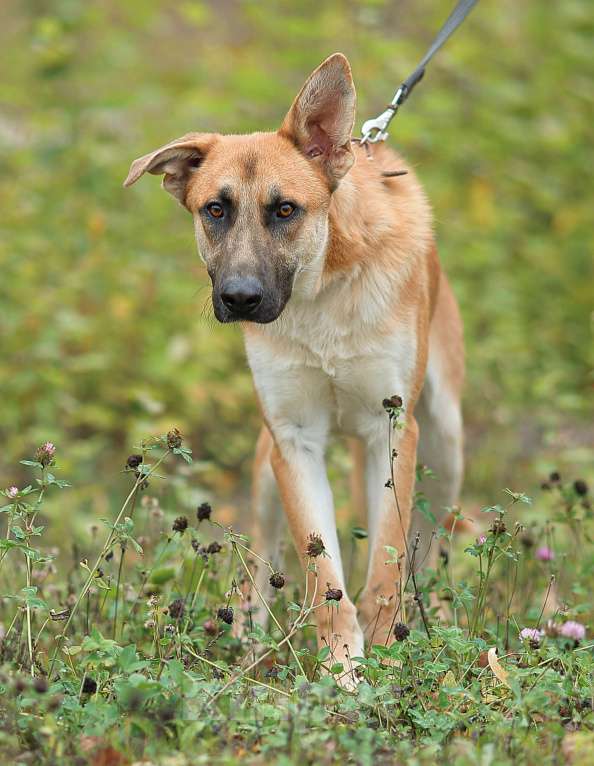 Собаки в Москве: Честер. Статный красавец пес Мальчик, Бесплатно - фото 4