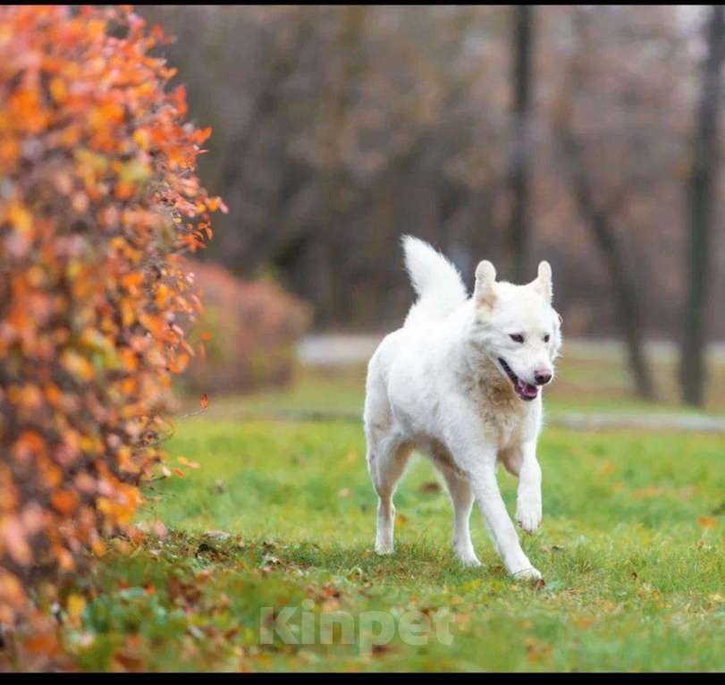Собаки в Москве: Белая красавица собака Белка в добрые руки Девочка, 1 руб. - фото 2