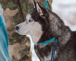 Собаки в других городах Ростовской области: Хаски красавчик! Мальчик, Бесплатно - фото 1