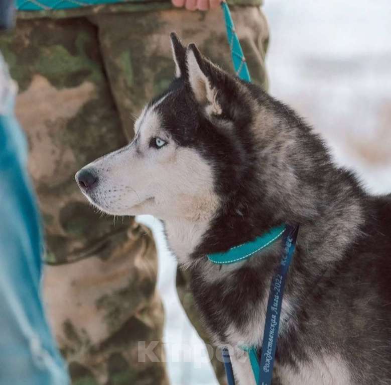 Собаки в других городах Ростовской области: Хаски красавчик! Мальчик, Бесплатно - фото 1