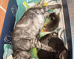Кошки в Краснодаре: Кошка ищет дом себе и 4 котятам Девочка, Бесплатно - фото 1