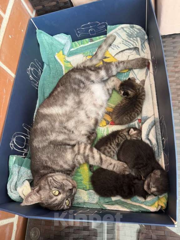 Кошки в Краснодаре: Кошка ищет дом себе и 4 котятам Девочка, Бесплатно - фото 1