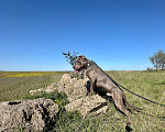 Собаки в Севастополе: SKALA APBT Вязка Мальчик, 100 000 руб. - фото 7