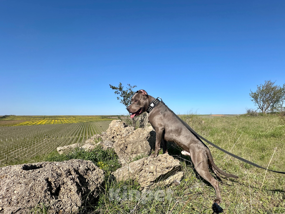 Собаки в Севастополе: SKALA APBT Вязка Мальчик, 100 000 руб. - фото 7