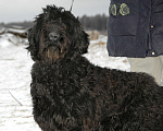 Собаки в Москве: Русский черный терьер в добрые руки Мальчик, Бесплатно - фото 2