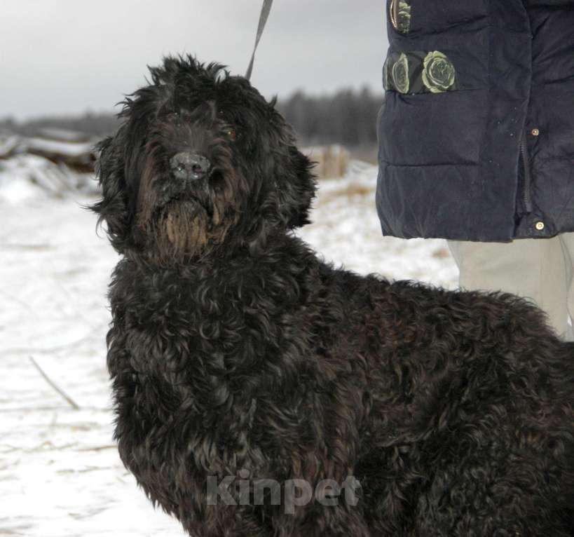 Собаки в Москве: Русский черный терьер в добрые руки Мальчик, Бесплатно - фото 2