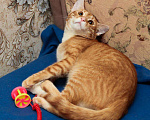 Кошки в Москве: Рыжий котенок-подросток Лео в добрые руки Мальчик, Бесплатно - фото 3