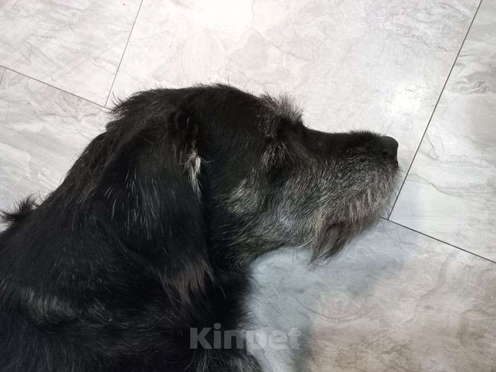 Собаки в Ростове-на-Дону: Найден метис дратхаара Мальчик, Бесплатно - фото 2