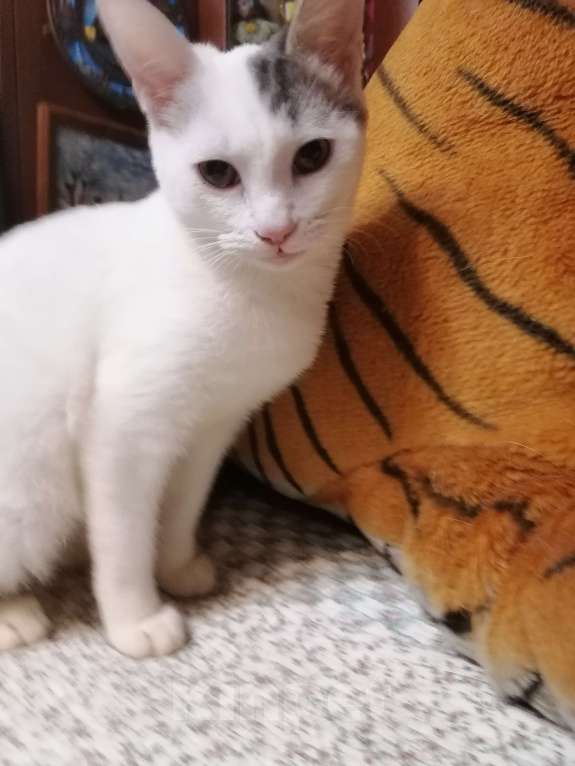 Кошки в Москве: Котёнок в добрые руки  Девочка, Бесплатно - фото 2