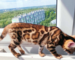 Кошки в Москве: Бенгальский котенок  Мальчик, 25 000 руб. - фото 2