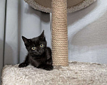Кошки в Москве: Котенок девочка  Девочка, Бесплатно - фото 8