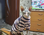 Кошки в Красноярске: Пропал канадский сфинкс Мальчик, 10 000 руб. - фото 3