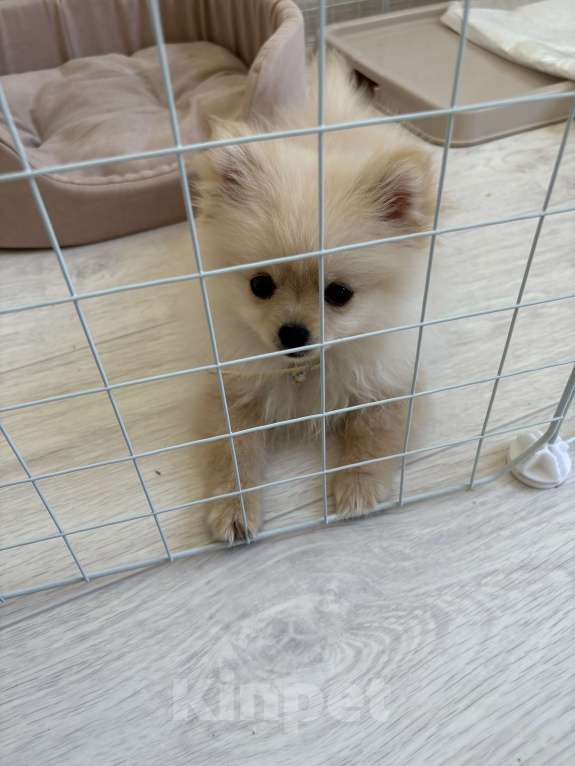 Собаки в Краснодаре: Шпиц щенок  Девочка, 35 000 руб. - фото 3