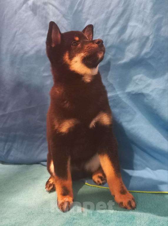 Собаки в Красноярске: Сиба-ину, щенок Мальчик, 50 000 руб. - фото 5